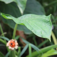 Alocasia